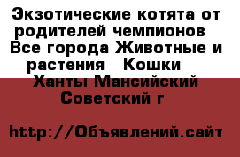  Экзотические котята от родителей чемпионов - Все города Животные и растения » Кошки   . Ханты-Мансийский,Советский г.